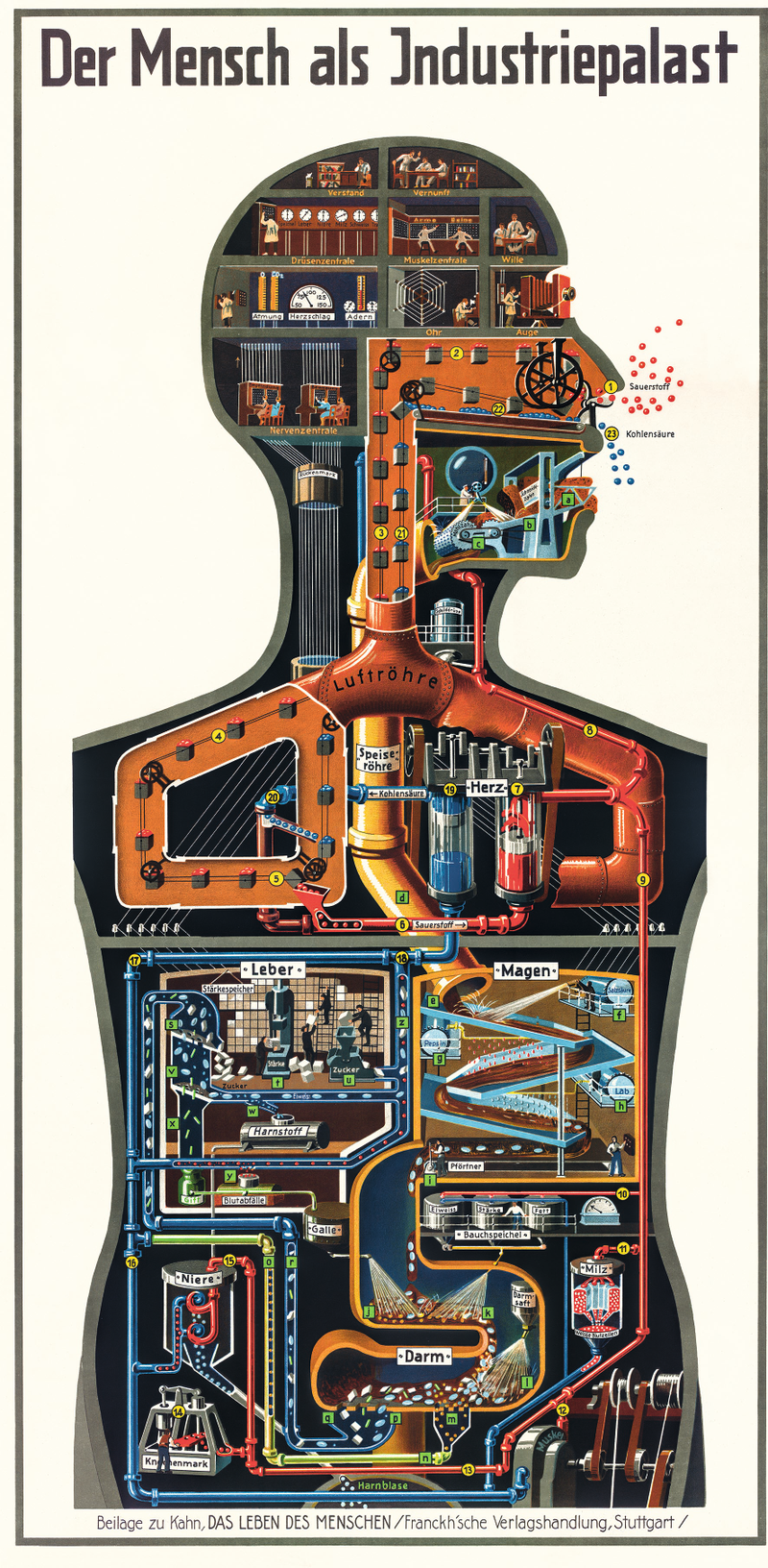 Illustration for article titled The Amazing Anatomical Diagrams of Fritz Kahn, Pioneer of Infographics